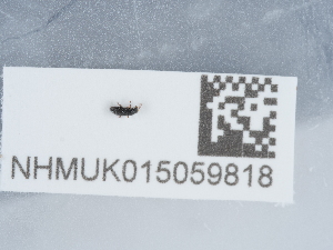  ( - NHMUK015059818)  @11 [ ] Unspecified (default): All Rights Reserved  Unspecified Unspecified