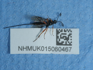  ( - NHMUK015060467)  @11 [ ] Unspecified (default): All Rights Reserved  Unspecified Unspecified