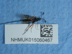  ( - NHMUK015060467)  @11 [ ] Unspecified (default): All Rights Reserved  Unspecified Unspecified