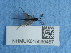  ( - NHMUK015060467)  @11 [ ] Unspecified (default): All Rights Reserved  Unspecified Unspecified