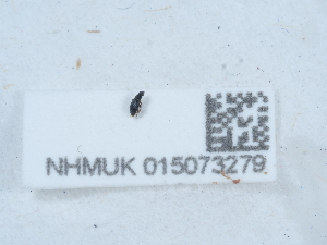  ( - NHMUK015073279)  @11 [ ] Unspecified (default): All Rights Reserved  Unspecified Unspecified