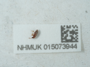  ( - NHMUK015073944)  @11 [ ] Unspecified (default): All Rights Reserved  Unspecified Unspecified