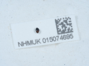  ( - NHMUK015074695)  @11 [ ] Unspecified (default): All Rights Reserved  Unspecified Unspecified