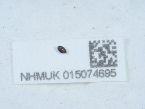  ( - NHMUK015074695)  @11 [ ] Unspecified (default): All Rights Reserved  Unspecified Unspecified