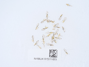  ( - NHMUK015111601)  @11 [ ] Unspecified (default): All Rights Reserved  Unspecified Unspecified