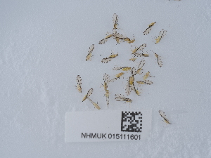  ( - NHMUK015111601)  @11 [ ] Unspecified (default): All Rights Reserved  Unspecified Unspecified