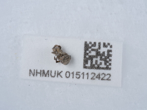  ( - NHMUK015112422)  @11 [ ] Unspecified (default): All Rights Reserved  Unspecified Unspecified