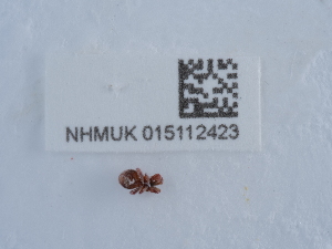  ( - NHMUK015112423)  @11 [ ] Unspecified (default): All Rights Reserved  Unspecified Unspecified