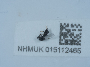  (Eurytoma brunniventris - NHMUK015112465)  @11 [ ] Unspecified (default): All Rights Reserved  Unspecified Unspecified