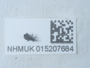  ( - NHMUK015207684)  @11 [ ] Unspecified (default): All Rights Reserved  Unspecified Unspecified