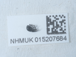  ( - NHMUK015207684)  @11 [ ] Unspecified (default): All Rights Reserved  Unspecified Unspecified
