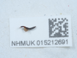  (Sunius propinquus - NHMUK015212691)  @11 [ ] Unspecified (default): All Rights Reserved  Unspecified Unspecified