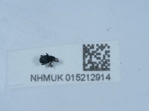  ( - NHMUK015212914)  @11 [ ] Unspecified (default): All Rights Reserved  Unspecified Unspecified