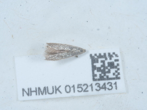  ( - NHMUK015213431)  @11 [ ] Unspecified (default): All Rights Reserved  Unspecified Unspecified