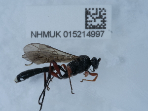  ( - NHMUK015214997)  @11 [ ] Unspecified (default): All Rights Reserved  Unspecified Unspecified