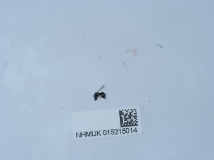  ( - NHMUK015215014)  @11 [ ] Unspecified (default): All Rights Reserved  Unspecified Unspecified