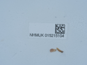  ( - NHMUK015215104)  @11 [ ] Unspecified (default): All Rights Reserved  Unspecified Unspecified
