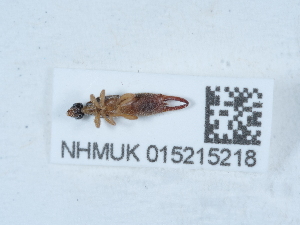  ( - NHMUK015215218)  @11 [ ] Unspecified (default): All Rights Reserved  Unspecified Unspecified