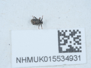  (Microplontus melanostigma - NHMUK015534931)  @11 [ ] Unspecified (default): All Rights Reserved  Unspecified Unspecified