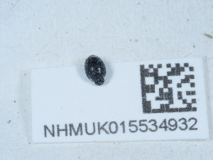  ( - NHMUK015534932)  @11 [ ] Unspecified (default): All Rights Reserved  Unspecified Unspecified