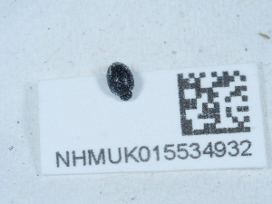  ( - NHMUK015534932)  @11 [ ] Unspecified (default): All Rights Reserved  Unspecified Unspecified