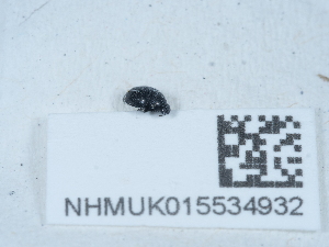  ( - NHMUK015534932)  @11 [ ] Unspecified (default): All Rights Reserved  Unspecified Unspecified