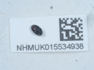  ( - NHMUK015534938)  @11 [ ] Unspecified (default): All Rights Reserved  Unspecified Unspecified