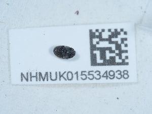  ( - NHMUK015534938)  @11 [ ] Unspecified (default): All Rights Reserved  Unspecified Unspecified