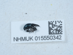  ( - NHMUK015550342)  @11 [ ] Unspecified (default): All Rights Reserved  Unspecified Unspecified