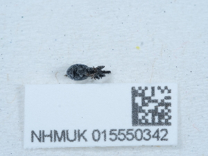  ( - NHMUK015550342)  @11 [ ] Unspecified (default): All Rights Reserved  Unspecified Unspecified