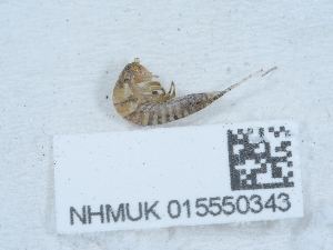  (Petrobius maritimus - NHMUK015550343)  @11 [ ] Unspecified (default): All Rights Reserved  Unspecified Unspecified