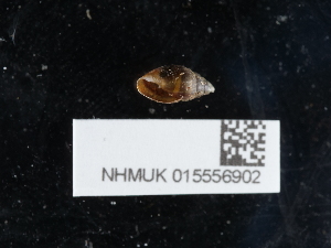  (Pythiinae - NHMUK015556902)  @11 [ ] Unspecified (default): All Rights Reserved  Unspecified Unspecified