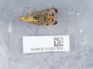  ( - NHMUK015557004)  @11 [ ] Unspecified (default): All Rights Reserved  Unspecified Unspecified