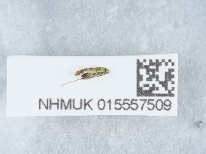  ( - NHMUK015557509)  @11 [ ] Unspecified (default): All Rights Reserved  Unspecified Unspecified