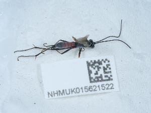  ( - NHMUK015621522)  @11 [ ] Unspecified (default): All Rights Reserved  Unspecified Unspecified