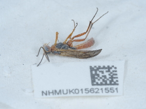  (Priopoda apicaria - NHMUK015621551)  @11 [ ] Unspecified (default): All Rights Reserved  Unspecified Unspecified