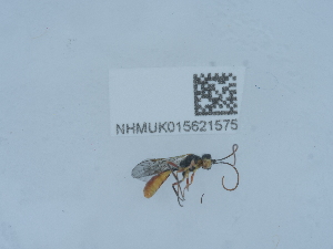  ( - NHMUK015621575)  @11 [ ] Unspecified (default): All Rights Reserved  Unspecified Unspecified