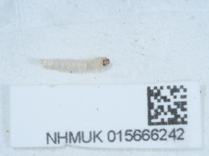  ( - NHMUK015666242)  @11 [ ] Unspecified (default): All Rights Reserved  Unspecified Unspecified