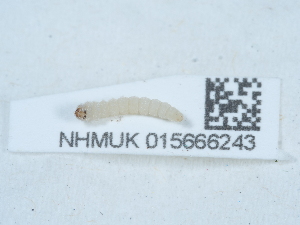  ( - NHMUK015666243)  @11 [ ] Unspecified (default): All Rights Reserved  Unspecified Unspecified