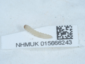  ( - NHMUK015666243)  @11 [ ] Unspecified (default): All Rights Reserved  Unspecified Unspecified