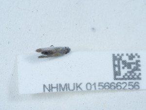  (Micropterix mansuetella - NHMUK015666256)  @11 [ ] Unspecified (default): All Rights Reserved  Unspecified Unspecified