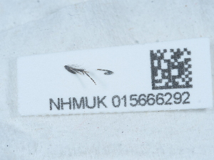  ( - NHMUK015666292)  @11 [ ] Unspecified (default): All Rights Reserved  Unspecified Unspecified