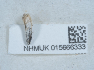  ( - NHMUK015666333)  @11 [ ] Unspecified (default): All Rights Reserved  Unspecified Unspecified