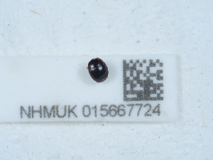  ( - NHMUK015667724)  @11 [ ] Unspecified (default): All Rights Reserved  Unspecified Unspecified