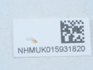  ( - NHMUK015931820)  @11 [ ] Unspecified (default): All Rights Reserved  Unspecified Unspecified
