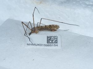  ( - NHMUK015985154)  @11 [ ] Unspecified (default): All Rights Reserved  Unspecified Unspecified