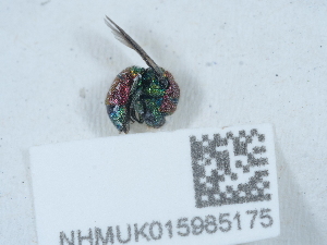  ( - NHMUK015985175)  @11 [ ] Unspecified (default): All Rights Reserved  Unspecified Unspecified