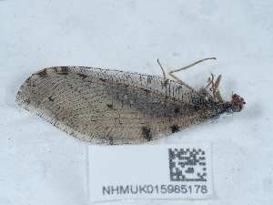  ( - NHMUK015985178)  @11 [ ] Unspecified (default): All Rights Reserved  Unspecified Unspecified