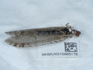  ( - NHMUK015985178)  @11 [ ] Unspecified (default): All Rights Reserved  Unspecified Unspecified