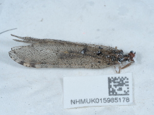  ( - NHMUK015985178)  @11 [ ] Unspecified (default): All Rights Reserved  Unspecified Unspecified